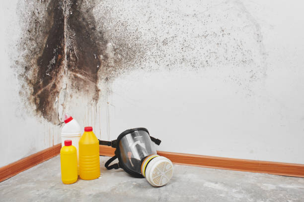 Best Attic Mold Removal  in Burt, MI