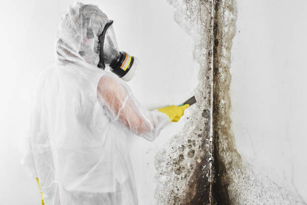  Burt, MI Mold Removal Pros