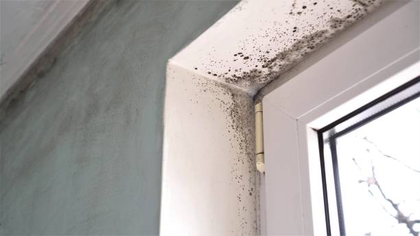 Best Home Mold Removal  in Burt, MI