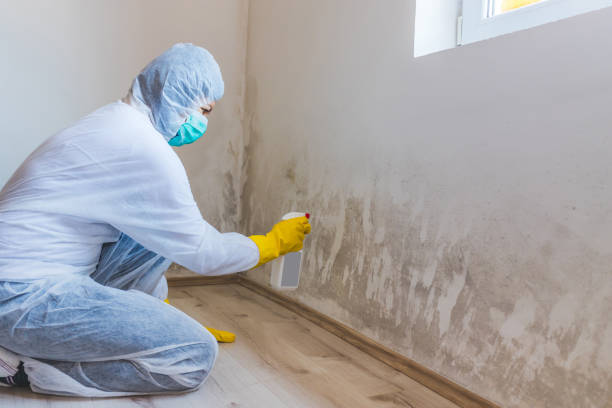 Best Office Mold Removal Services  in Burt, MI