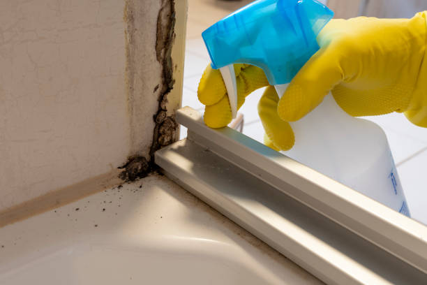 Best Mold Testing  in Burt, MI