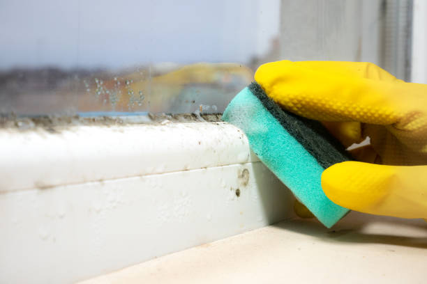 Best Best Mold Removal Companies  in Burt, MI
