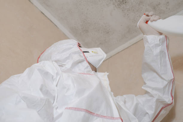Best Mold Removal and Inspection  in Burt, MI