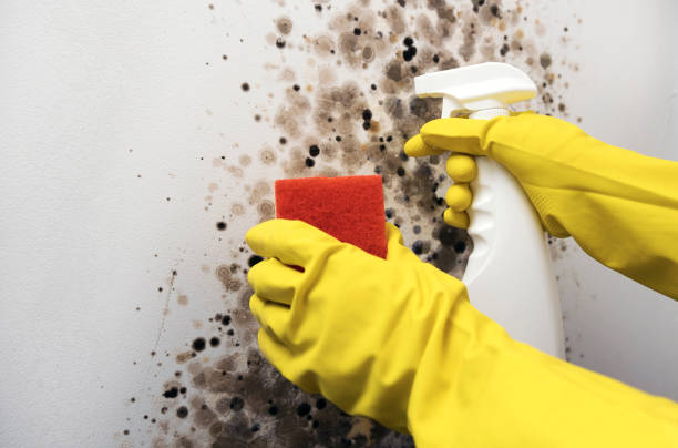 Best Certified Mold Removal  in Burt, MI