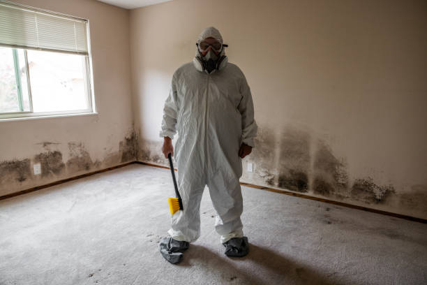 Professional Mold Removal in Burt, MI
