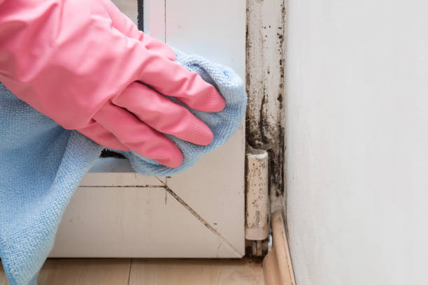 Best Home Mold Removal  in Burt, MI