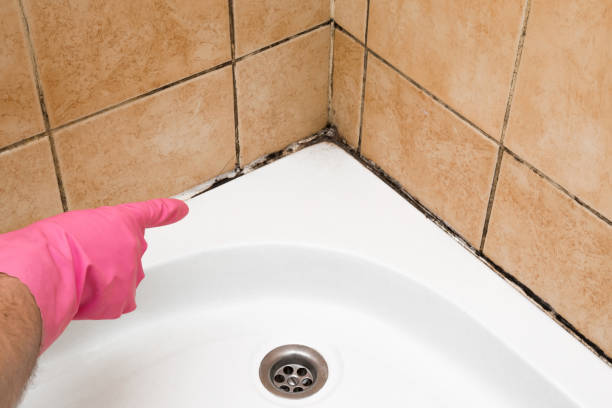 Best Affordable Mold Removal  in Burt, MI
