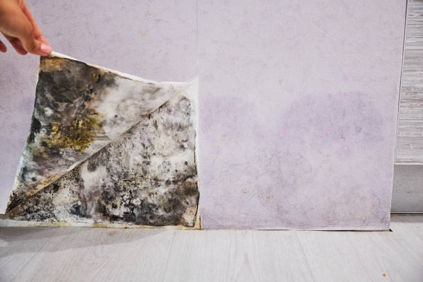 Best Certified Mold Removal  in Burt, MI